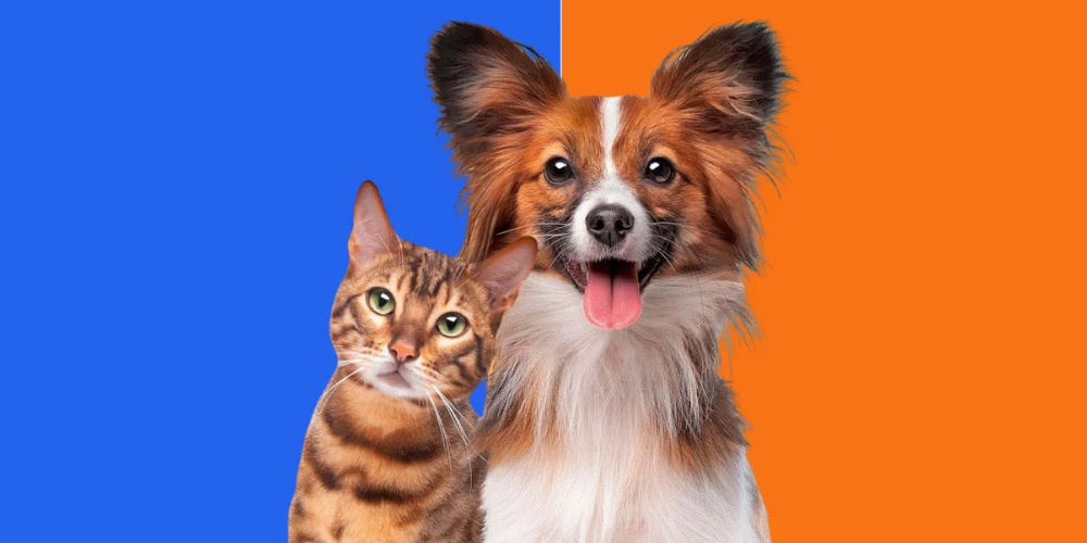 A happy golden retriever and a cute cat sitting together